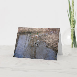 "Hyland Sjö Anka #2" - tackkort Kort