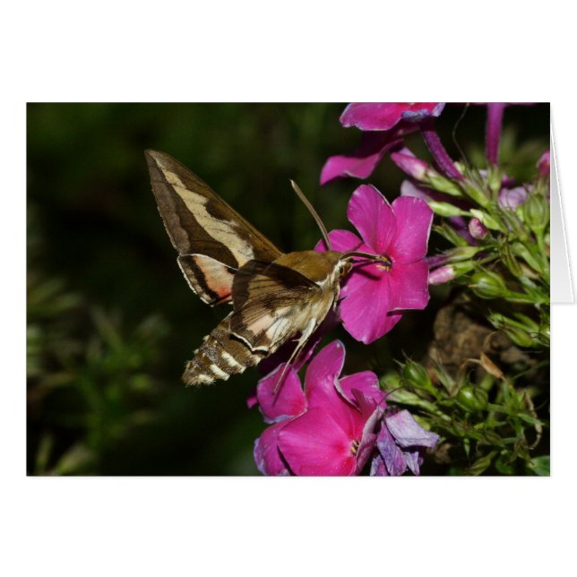 Hyles gallii hälsningskort (Framsidan Horizontal)