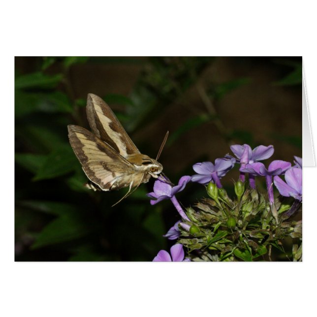 Hyles gallii hälsningskort (Framsidan Horizontal)