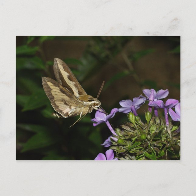 Hyles gallii vykort (Framsida)