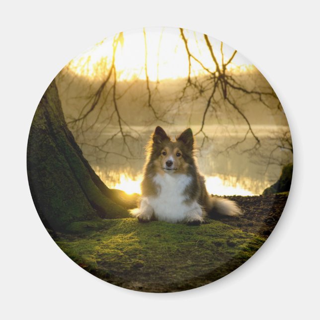 hyllor magnet (Framsidan)