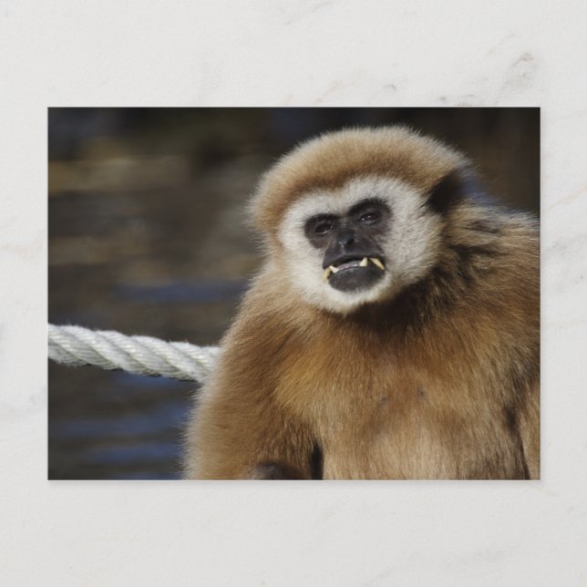 Hylobates lar vykort (Framsida)