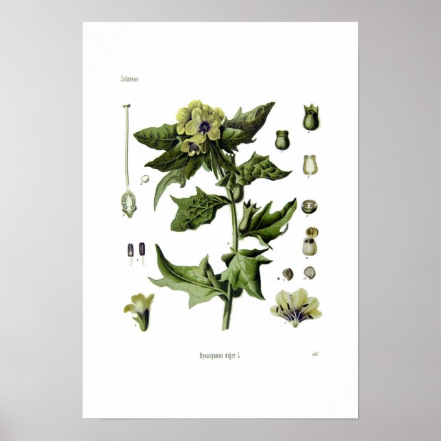 Hyoscyamus niger (Black Henbane) Poster (Framsidan)