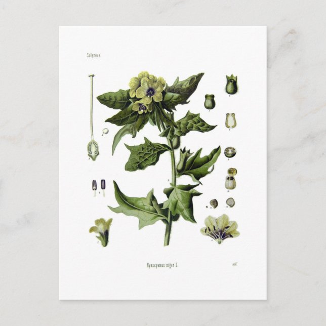 Hyoscyamus niger (Black Henbane) Vykort (Framsida)