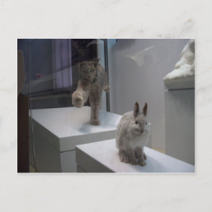 Hyper Lynx springa (a)kor-hare Vykort