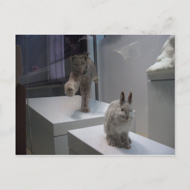 Hyper Lynx springa (a)kor-hare Vykort (Framsida)