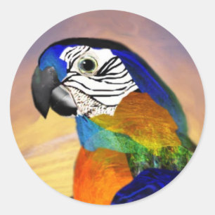 HYPER PARROTS/RED OCH BLUE ARA RUNT KLISTERMÄRKE