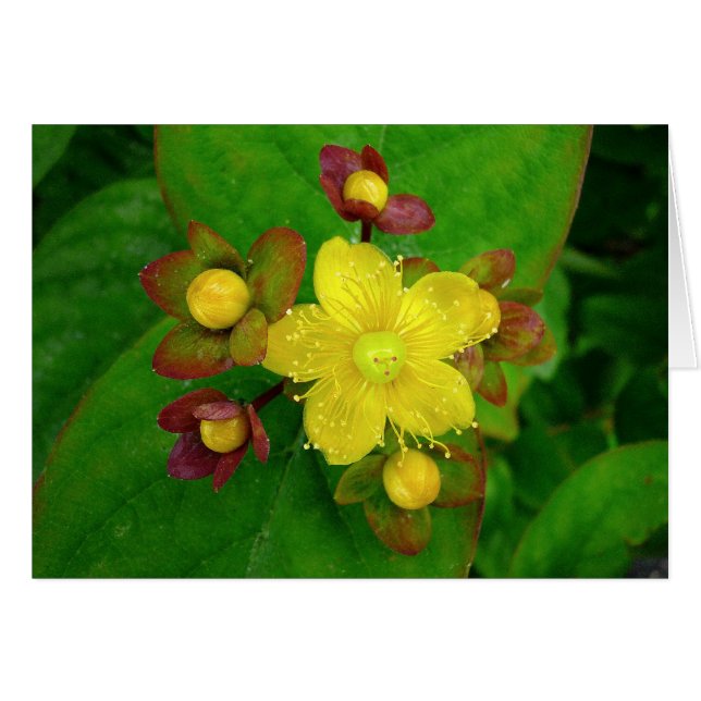 Hypericum Androsaemon 01 Hälsningskort (Framsidan Horizontal)
