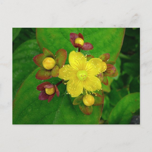 Hypericum Androsaemon 01 Vykort (Framsida)