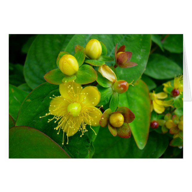 Hypericum Androsaemon 02 Hälsningskort (Framsidan Horizontal)