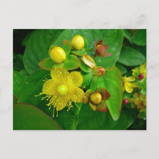 Hypericum Androsaemon 02 Vykort (Framsida)