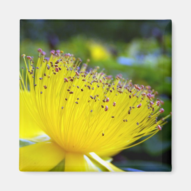 Hypericum calcyinum Magnet (Framsidan)