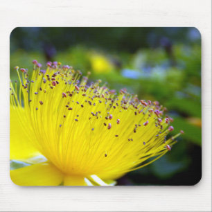 Hypericum Calcyinum-Musmatta Musmatta