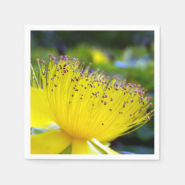 Hypericum Calcyinum Pappra blöjor Pappersservett