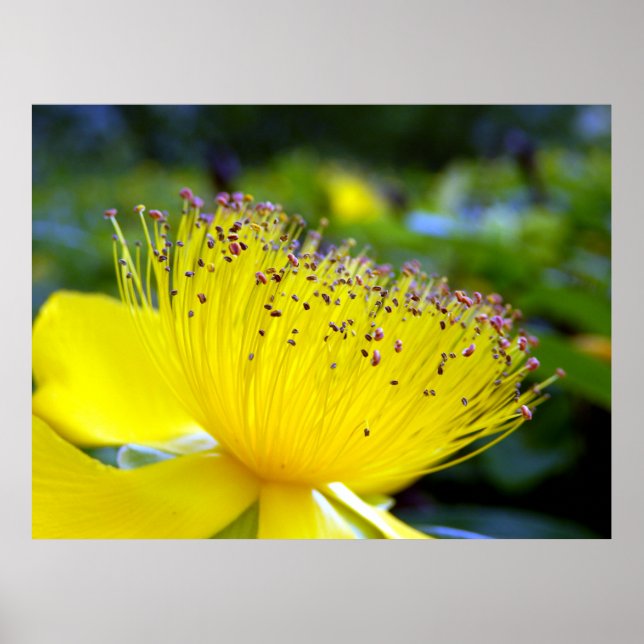 Hypericum Calcyinum Poster (Framsidan)