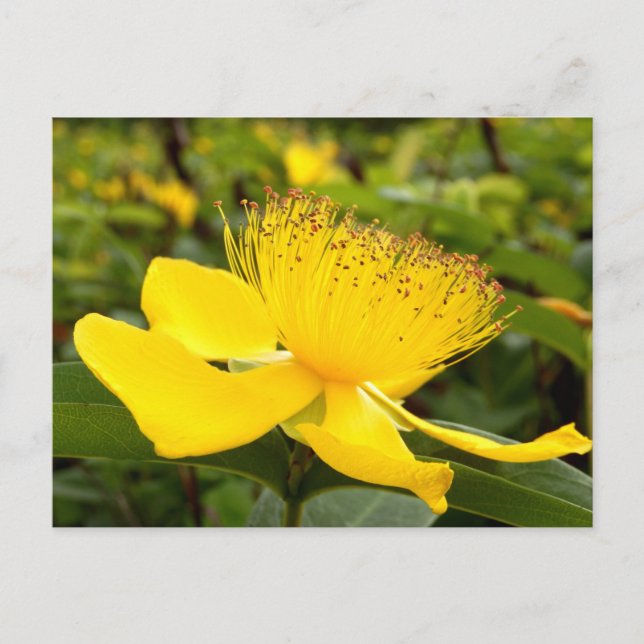 Hypericum Calcyinum vykort (Framsida)