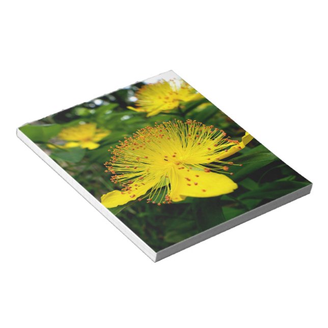 Hypericum calycinum anteckningsblock (Vinklad)