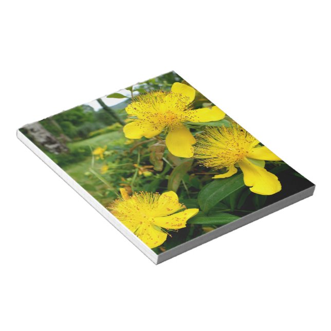 Hypericum calycinum anteckningsblock (Vinklad)