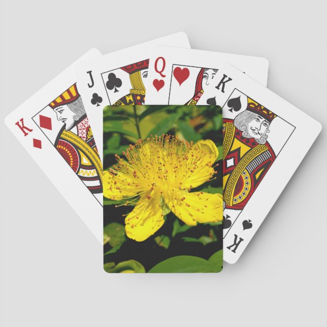 Hypericum calycinum casinokort (Baksidan)