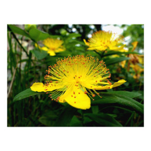 Hypericum calycinum fototryck