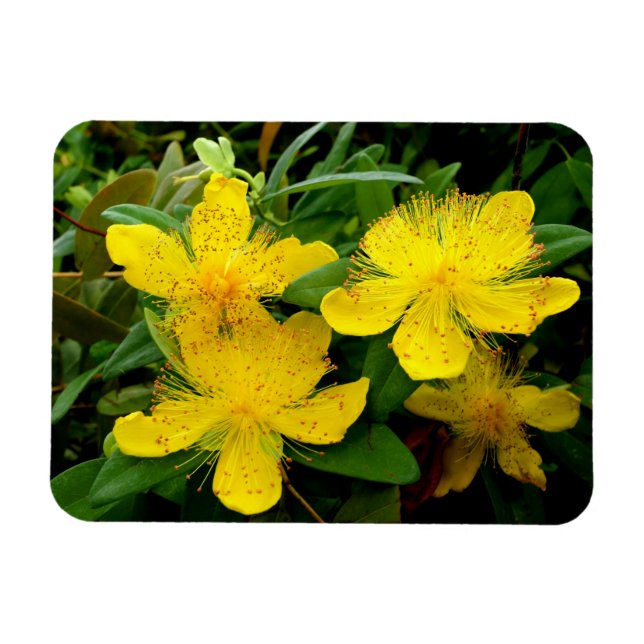 Hypericum calycinum magnet (Horisontell)