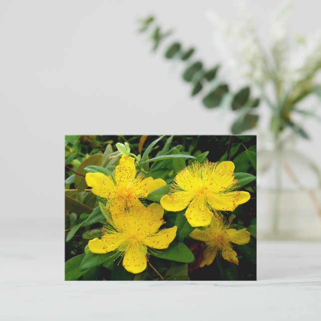 Hypericum calycinum vykort (Stående Fram)