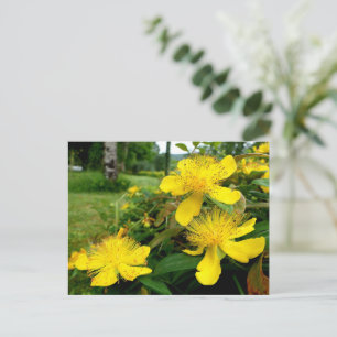 Hypericum calycinum vykort