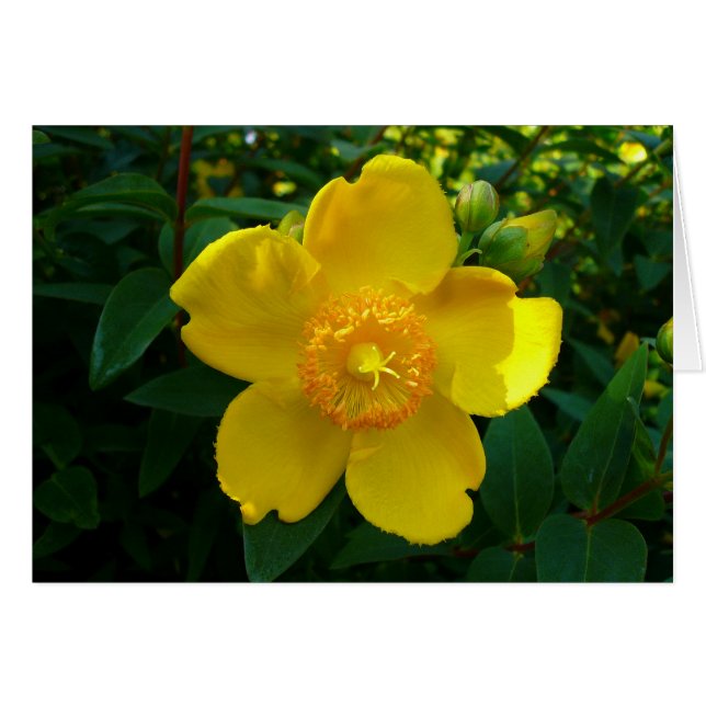 Hypericum Hidcote (johannesört) Hälsningskort (Framsidan Horizontal)