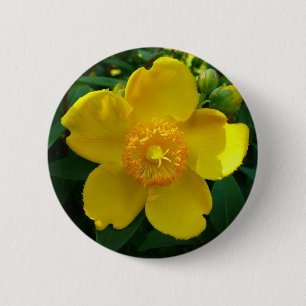 Hypericum Hidcote (johannesört) Knapp