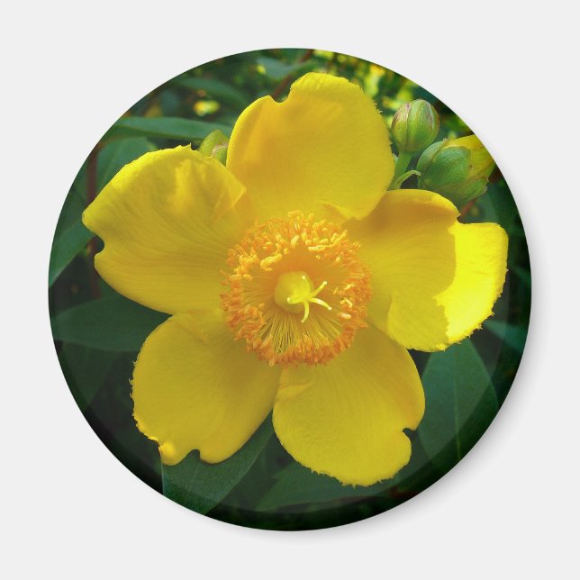 Hypericum Hidcote (johannesört) Magnet (Framsidan)
