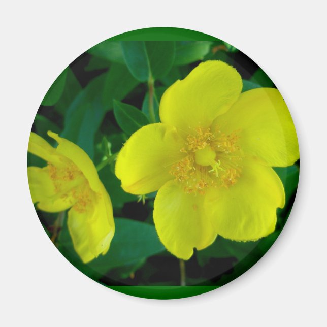 Hypericum Magnet (Framsidan)