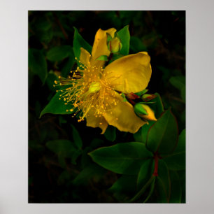 Hypernium-Blommor av vara besvärad Poster