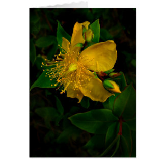 Hypernium Hälsningskort
