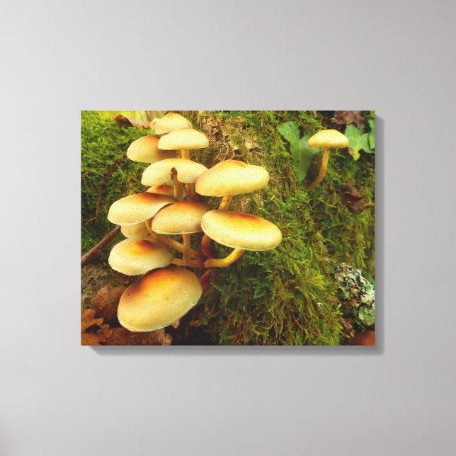 Hypholoma fasciculare Mushroom Kanvastryck (Framsida)