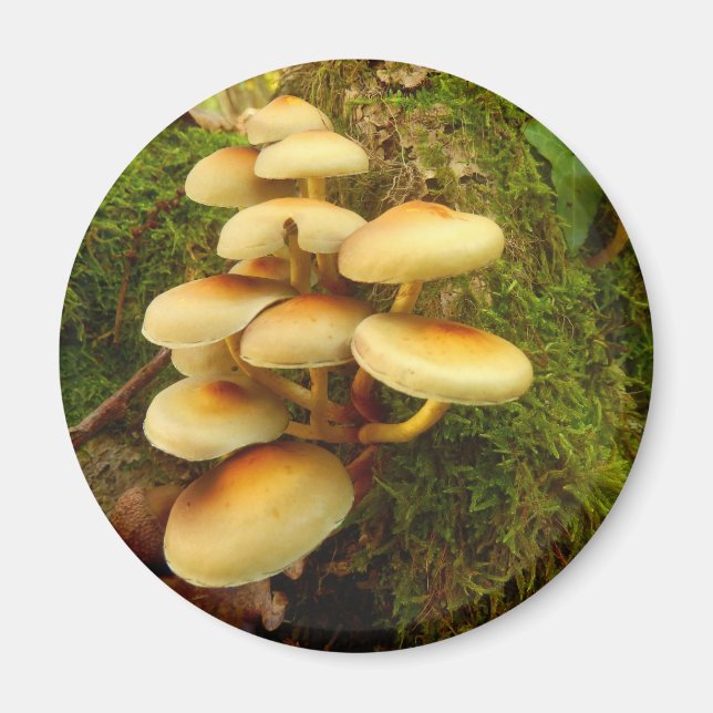 Hypholoma fasciculare Mushroom Magnet (Framsidan)
