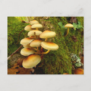 Hypholoma fasciculare Mushroom Postcard Vykort