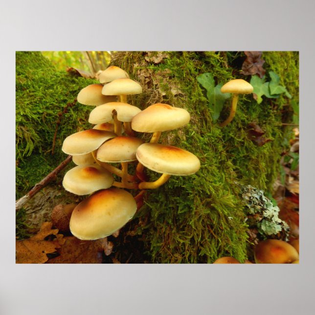 Hypholoma fasciculare Mushroom Poster (Framsidan)