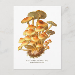 Hypholoma fasciculare vykort