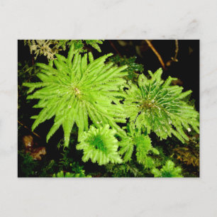 Hypopterygium arbuscula (Frogs' Umbrella Moss) Vykort