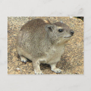 Hyrax Vykort