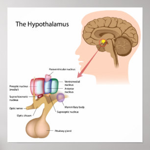 Hytalamus kärna Poster