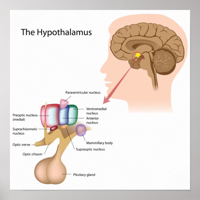 Hytalamus kärna Poster (Framsidan)
