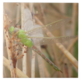 I1 Grönt Dragonfly Kakelplatta