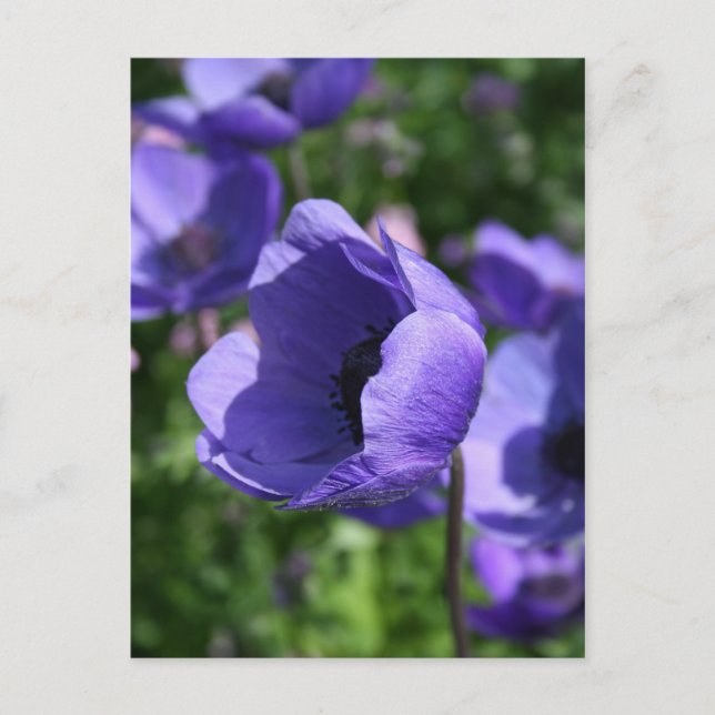 I Blommig Fotografiskunst Vykort (Framsida)