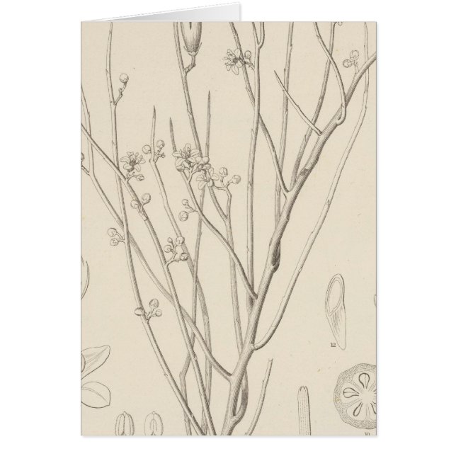 I Canotia holacantha Hälsningskort (Framsidan)