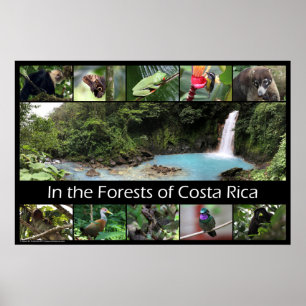 I Costa Ricas skogar Poster