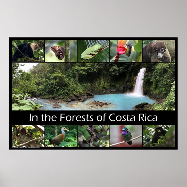 I Costa Ricas skogar Poster (Framsidan)