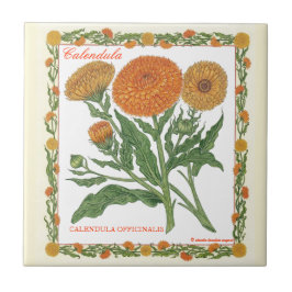 I den trädgårds- ~-calendulaen belägga med tegel kakelplatta