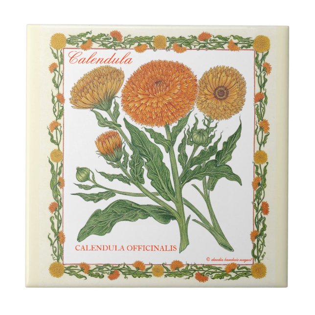I den trädgårds- ~-calendulaen belägga med tegel kakelplatta (Framsidan)