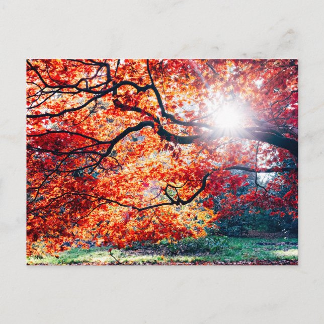 I DET MAGISKA FÄRGEN AV STRECKSATSEN I ÖSTRA HÖGON VYKORT (Framsida)